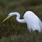 Egretta alba