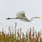 Egretta alba