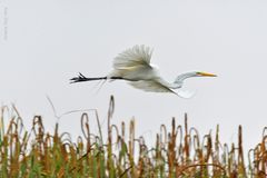 Egretta alba