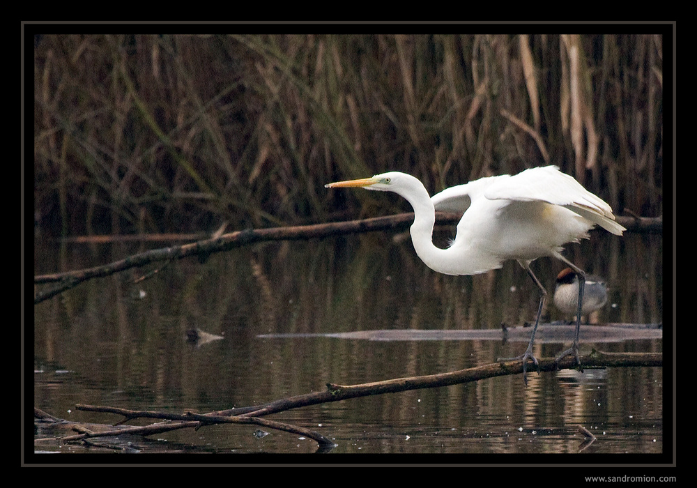 Egretta Alba (Airone Bianco Maggiore)