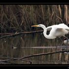 Egretta Alba (Airone Bianco Maggiore)