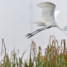 Egretta alba