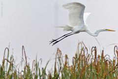 Egretta alba