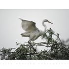 Egretta alba