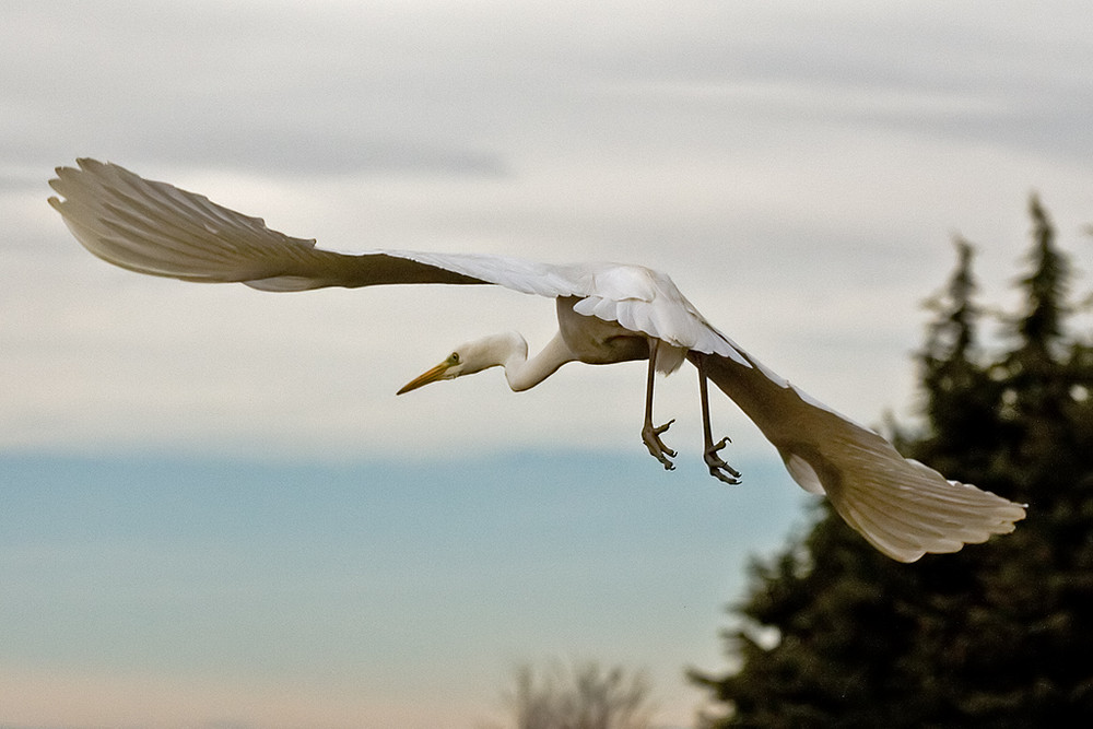 Egretta Alba