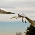 Egretta Alba