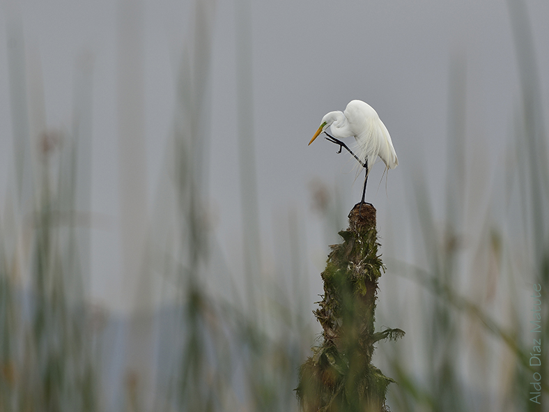 Egretta Alba