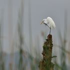 Egretta Alba