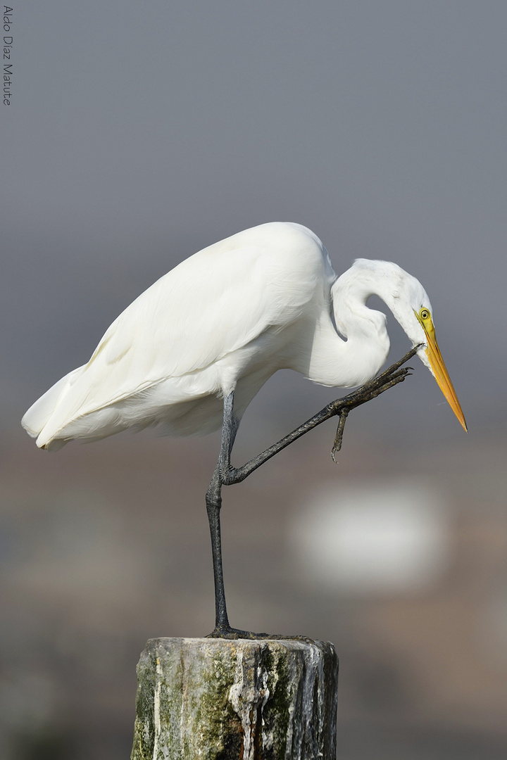 Egretta alba