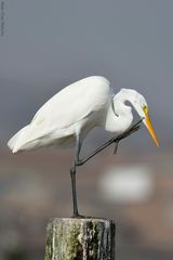 Egretta alba