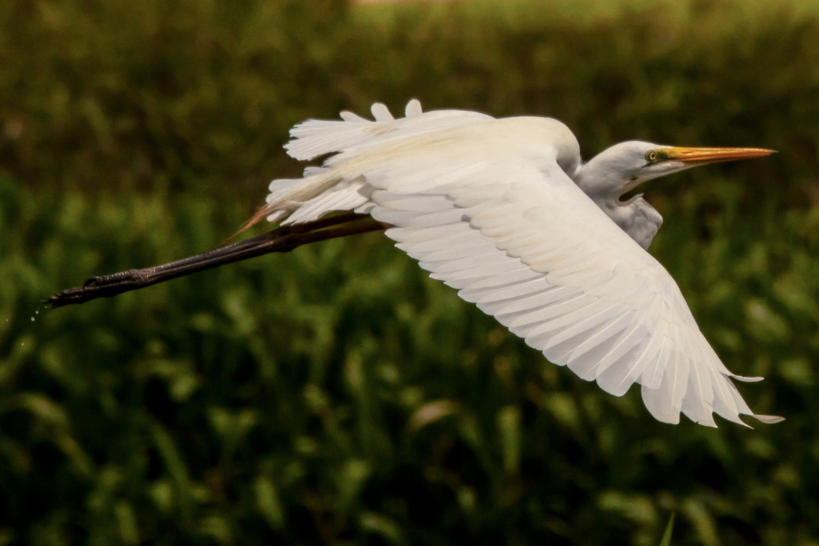 Egretta alba, Fogg Dam Reserve, Northern Territory, Australia