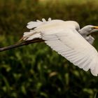 Egretta alba, Fogg Dam Reserve, Northern Territory, Australia