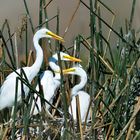 Egretta Alba Juvenil