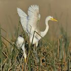 Egretta Alba Juvenil