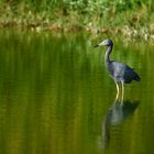 Egretta caerulea