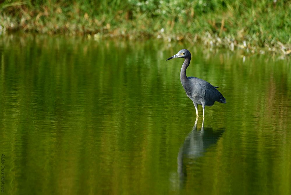 Egretta caerulea