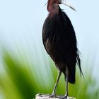 Egretta caerulea