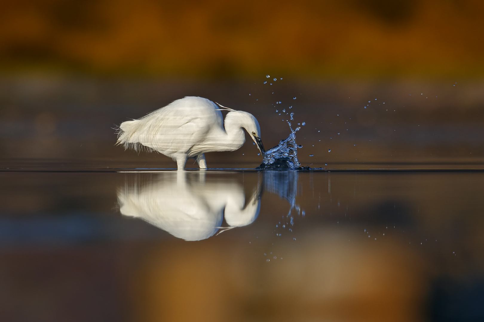 Egretta eulophotes