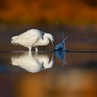 Egretta eulophotes