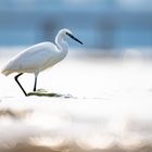 Egretta garzetta