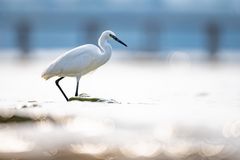 Egretta garzetta