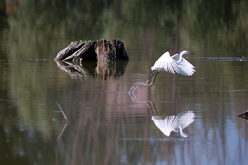 Egretta Garzetta