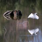 Egretta Garzetta