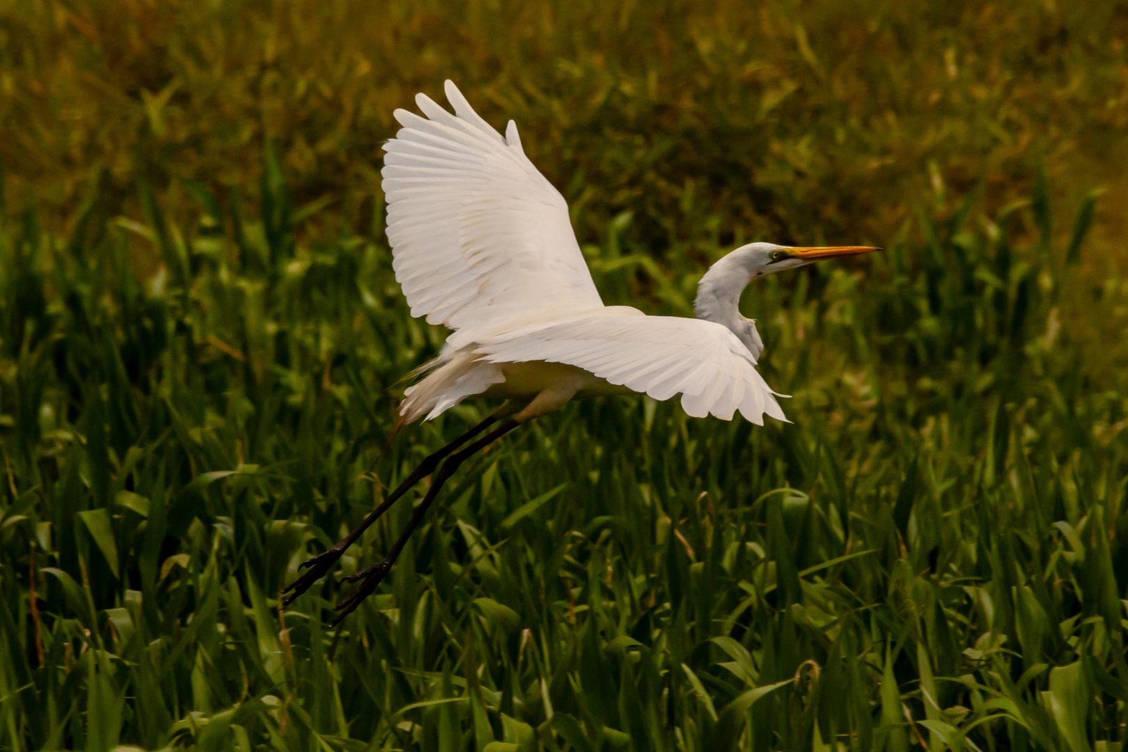 Egretta garzetta