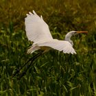 Egretta garzetta