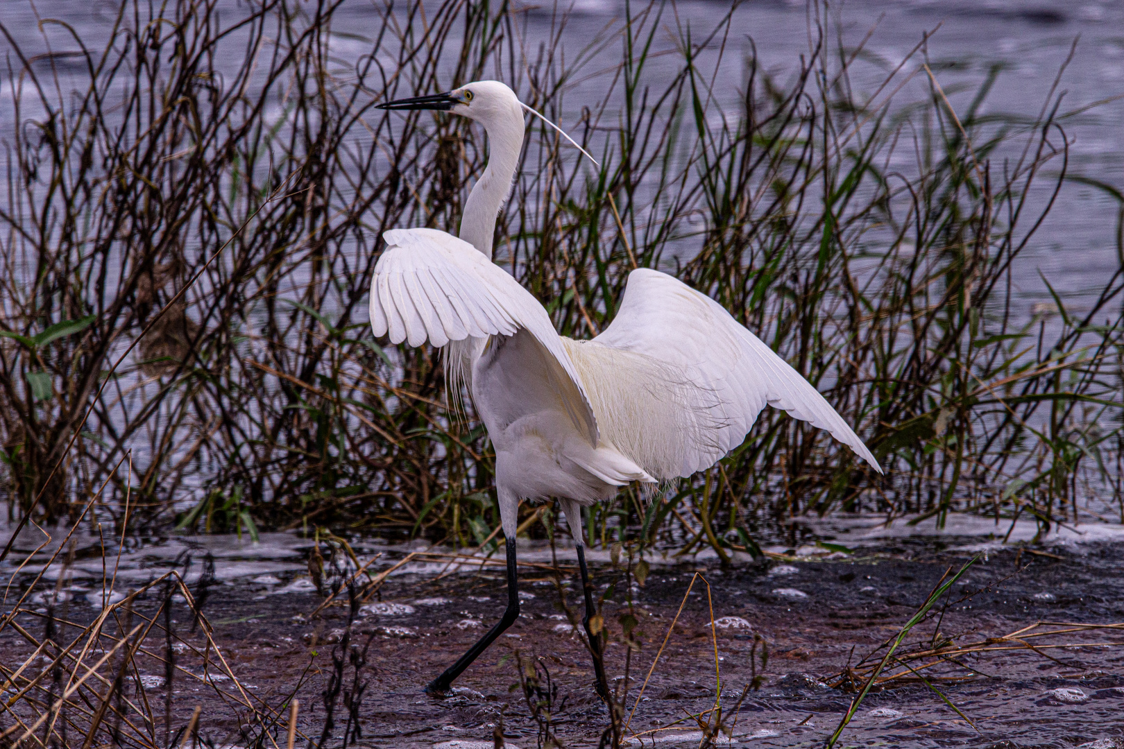 Egretta garzetta Foto & Bild australia & oceania, australia, tiere