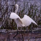 Egretta garzetta