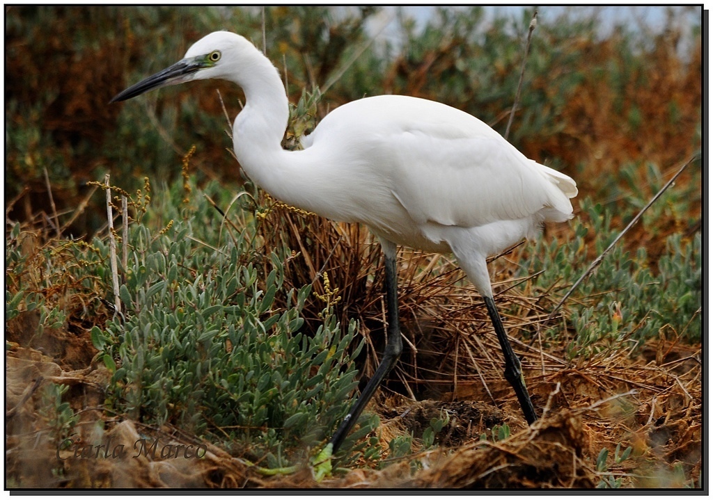 Egretta garzetta