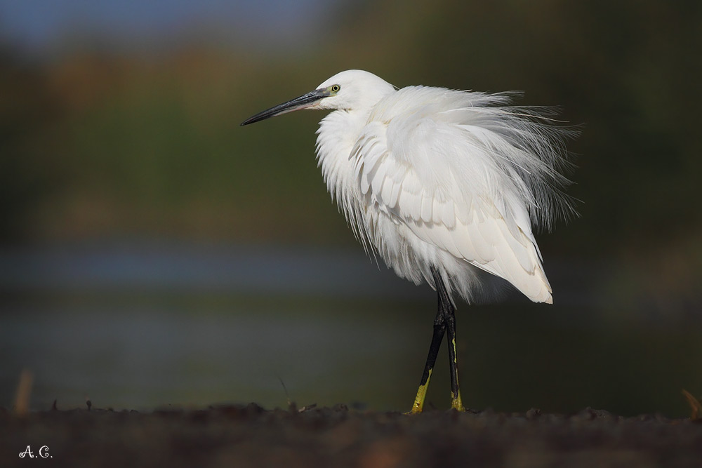 Egretta Garzetta