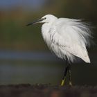 Egretta Garzetta