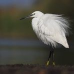 Egretta Garzetta