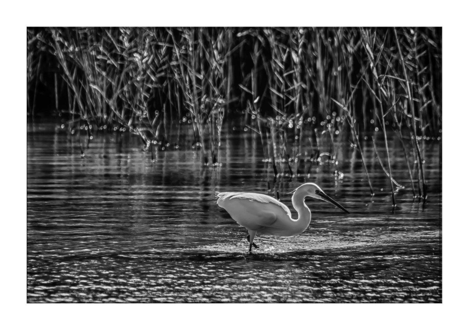 Egretta garzetta