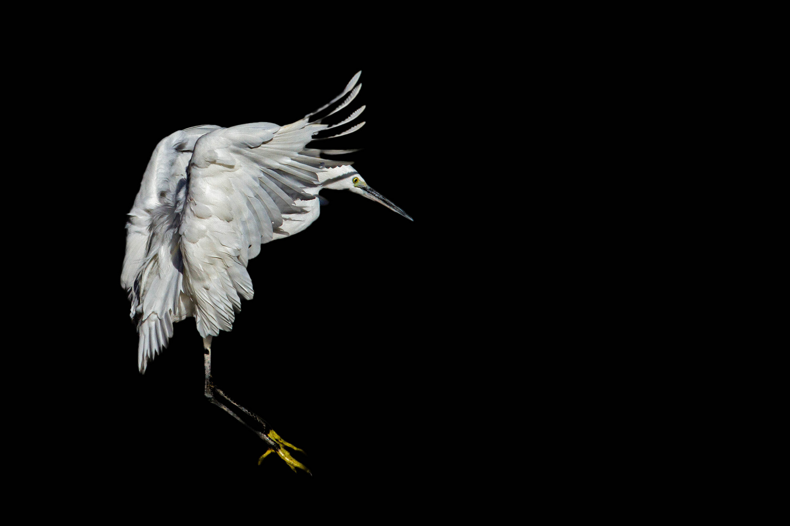 Egretta garzetta