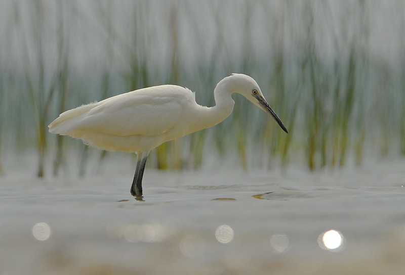 Egretta Garzetta