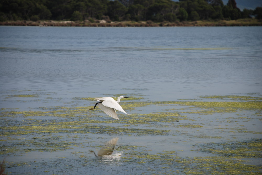 egretta garzetta