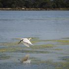 egretta garzetta