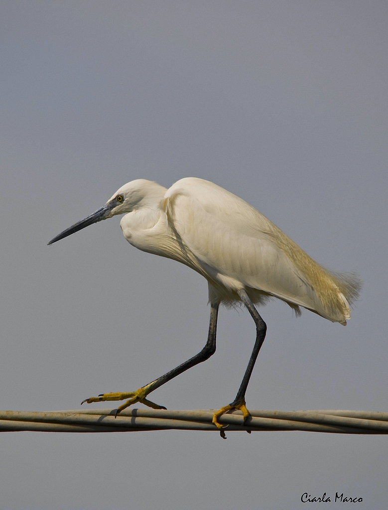 Egretta garzetta