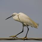 Egretta garzetta