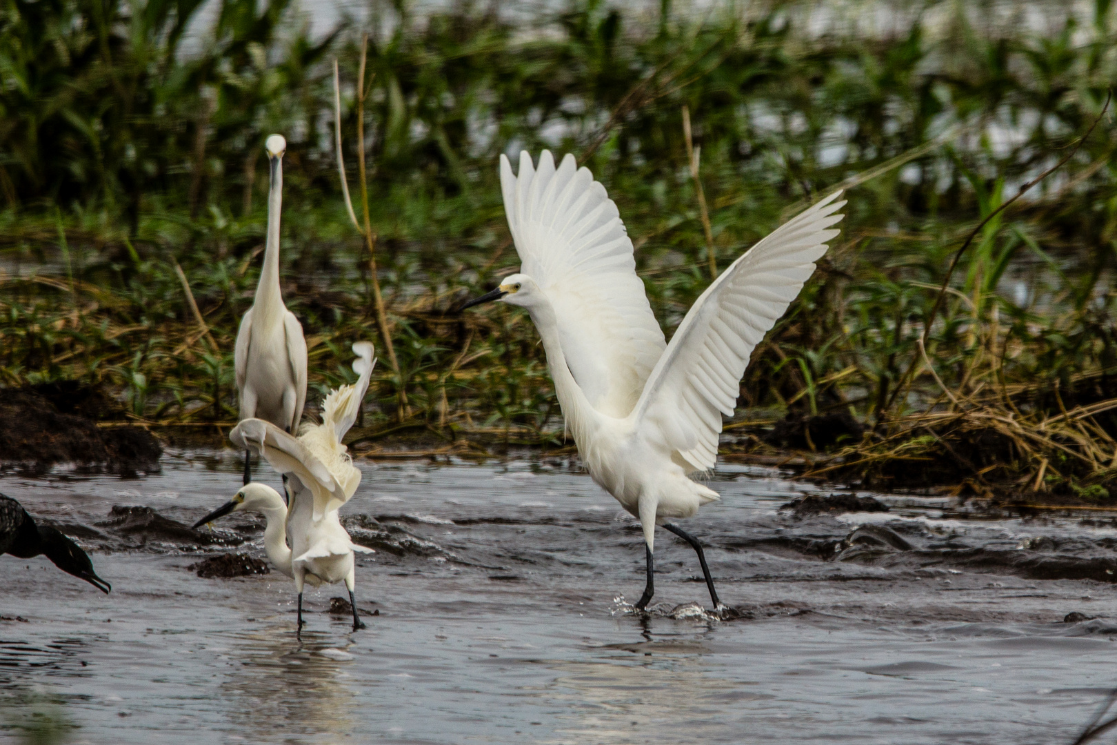 Egretta garzetta