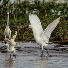 Egretta garzetta