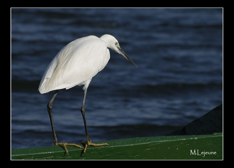 Egretta garzetta