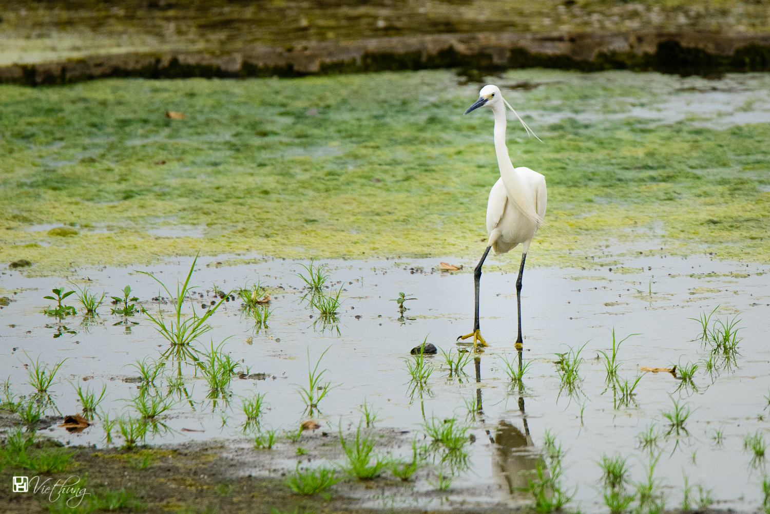 Egretta garzetta