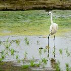 Egretta garzetta