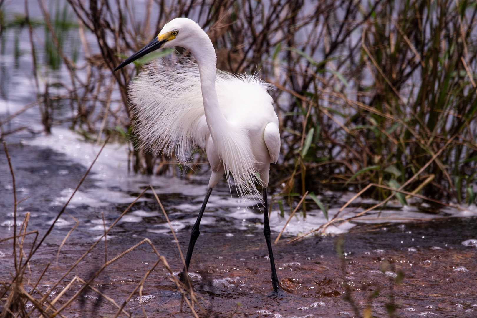 Egretta garzetta