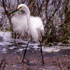 Egretta garzetta