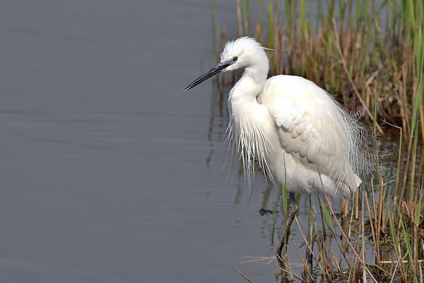 Egretta Garzetta